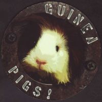 Pivní tácek guinea-pigs-1-oboje-small